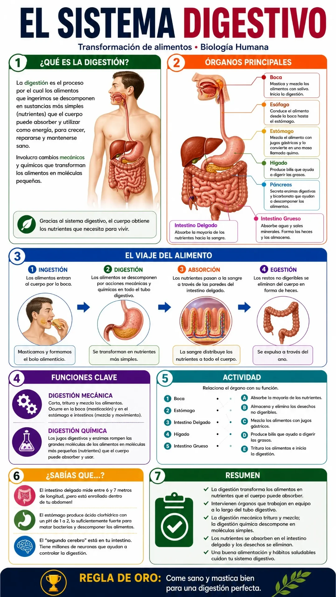Biología — Sistema Digestivo